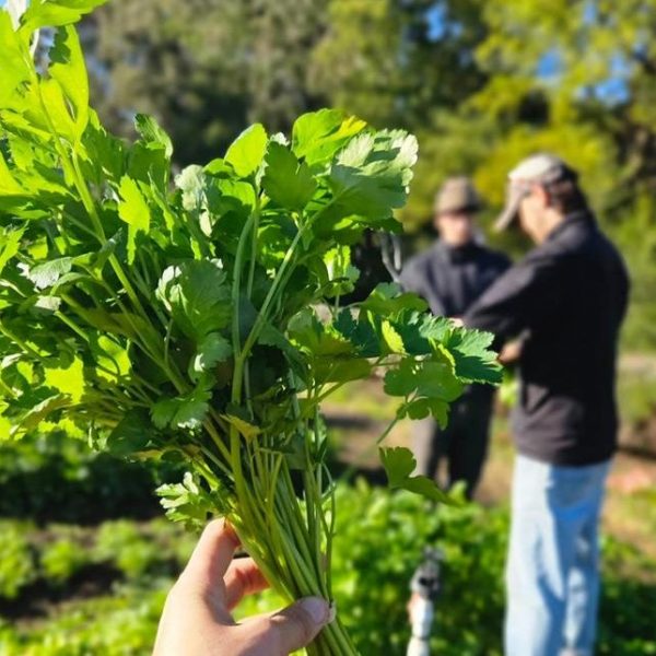 Parsley bunch at Joe's Garden