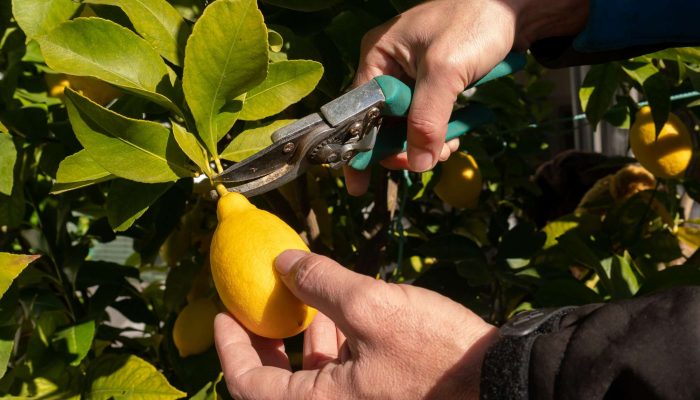 Picking lemons from the tree with secateurs, CERES Fair Food