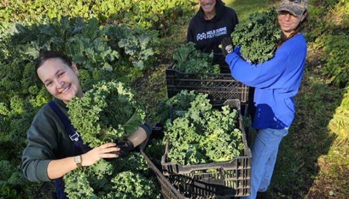 Volunteers harvesting kale at CERES Joes Market Garden